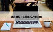 苋菜图片（苋菜图片大全大图）