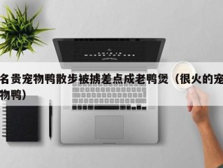 名贵宠物鸭散步被掳差点成老鸭煲（很火的宠物鸭）